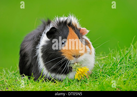 Domestic Guinea Pig (Cavia porcellus) Stock Photo