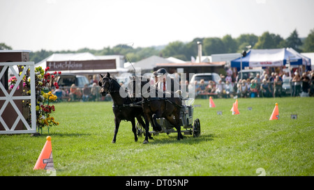 Competitors in the Double Harness Scurry Driving competition at the Edenbridge and Oxted Agricultural Show Surrey Stock Photo