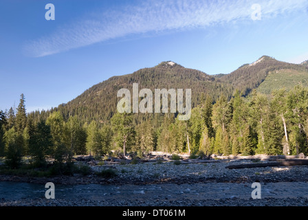 Pine tree forest at the foothills of the Cascade Mountains and Cle Elum river, Okanogan-Wenatchee National Forest, WA, USA Stock Photo
