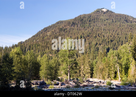 Pine tree forest at the foothills of the Cascade Mountains and Cle Elum river, Okanogan-Wenatchee National Forest, WA, USA Stock Photo