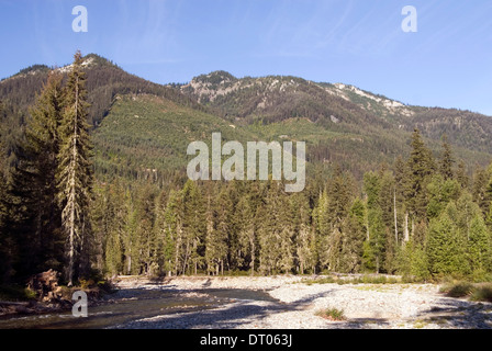 Cle Elum river and pine tree forest at the foothills of the Cascade Mountains, Okanogan-Wenatchee National Forest, WA, USA Stock Photo