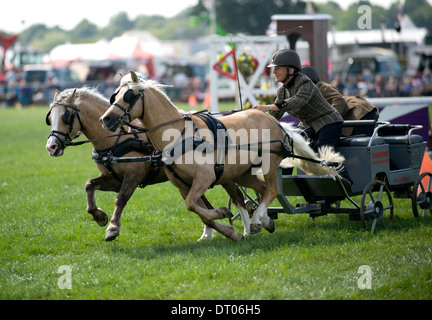 Competitors in action in the Double Harness Scurry Driving competition at the Edenbridge and Oxted Agricultural Show in Surrey Stock Photo