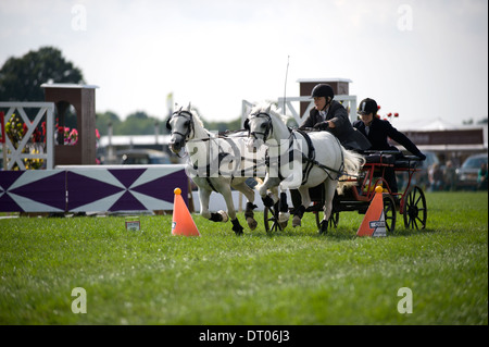 Competitors in action in the Double Harness Scurry Driving competition at the Edenbridge and Oxted Agricultural Show in Surrey Stock Photo