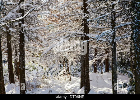 A larch in forest in deep snow, in the Haldon Hills near ...