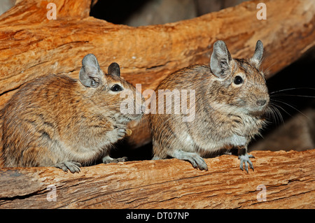 Common Degus (Octodon degus) Stock Photo