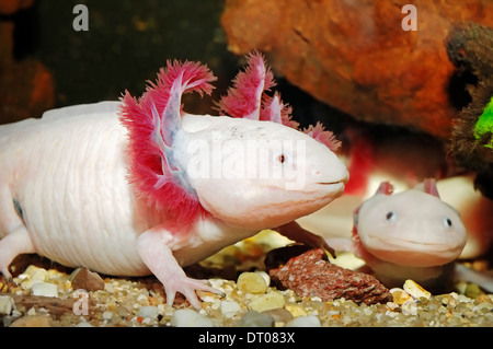 Mexican Salamander or Mexican Axolotl (Ambystoma mexicanum) Stock Photo