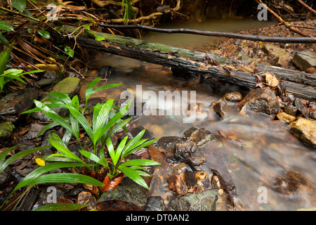 Small river stream in the rain forest of Burbayar Nature Reserve, Panama province, Republic of Panama. Stock Photo