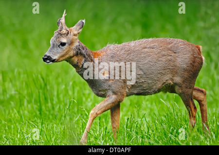 Roe Deer (Capreolus capreolus), buck, North Rhine-Westphalia, Germany Stock Photo