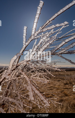 Ice on tree branches, Iceland Stock Photo
