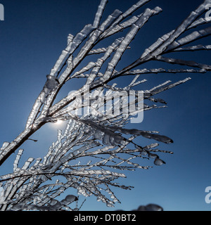 Ice on tree branches, Iceland Stock Photo