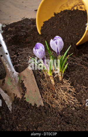 violet crocus with planter and trowel in the garden Stock Photo