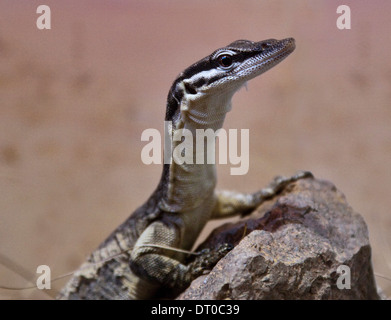Kimberley Rock Monitor lizard (varanus glauerti) Stock Photo