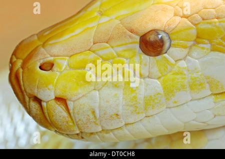 Indian Python or Dark Python (Python molurus bivittatus) Golden Thai Python Stock Photo