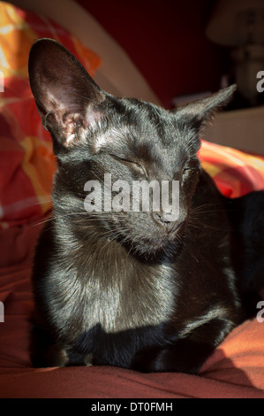 Beautiful black oriental cat sleeping in sunshine. Stock Photo