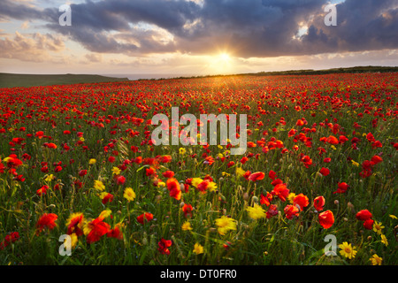 A poppy field with a mix of corn marigolds growing close to the Cornish coast at West Pentire Stock Photo