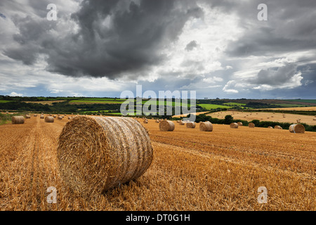 A field of hay bales located in the Cornish countryside under a stormy sky Stock Photo