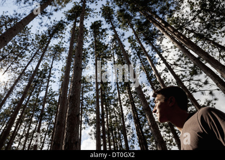 Woodstock New York USA young man looking up into pine forest tree tops Stock Photo