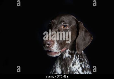 photograph of Dog in studio environment Stock Photo