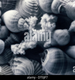 Seashells Stock Photo