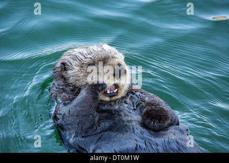 Cute Sea Otter, Enhydra lutris, lying back in the water and yawning with paw to his face, Seldovia Harbor, Alaska, USA Stock Photo