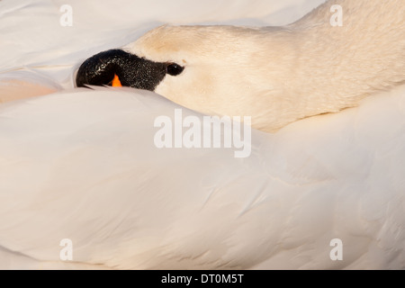 An abstract picture of a Mute Swan (Cygnus olor) with its head tucked into its wing Stock Photo