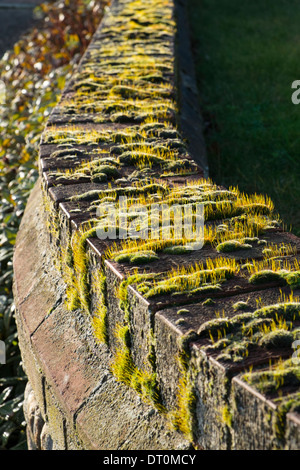 Moss growing on brick wall Stock Photo