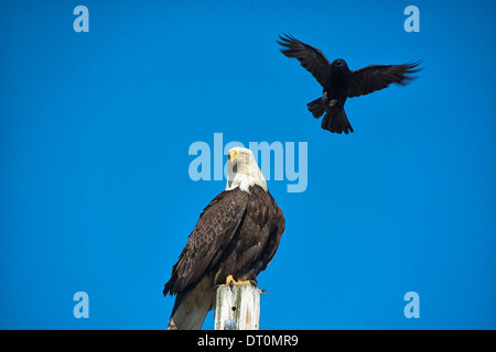 An angry Crow (Corvus) tries to drive a Bald Eagle (Haliaeetus leucocephalus) away from her nest, an activity called mobbing, Homer, Alaska, USA Stock Photo