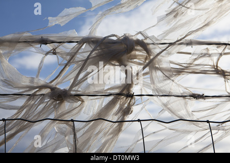 Seattle Washington USA Plastic bags caught on barbed wire fence Stock Photo