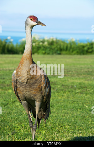 Lesser Sandhill Crane, Grus canadensis canadensis, Homer, Alaska, USA Stock Photo