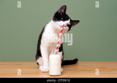 A cat drinking milk from a straw in a milk bottle Stock Photo