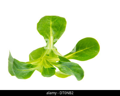 Isolated fres green field salad leaves. Stock Photo