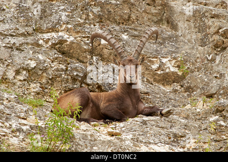 Alpine ibex or Steinbock (Capra ibex) sitting on rocky cliff face Stock Photo