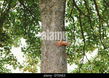 Seattle Washington USA Man hugging tree Stock Photo