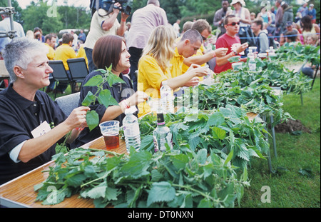 Annual World Stinging Nettle Eating Championships, Bottle Inn pub, Marshwood Vale, Dorset, England, UK Stock Photo