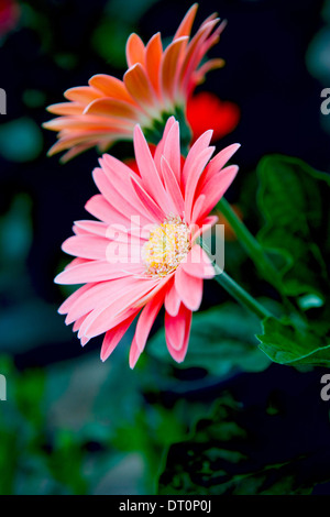 Pink African daisies Stock Photo