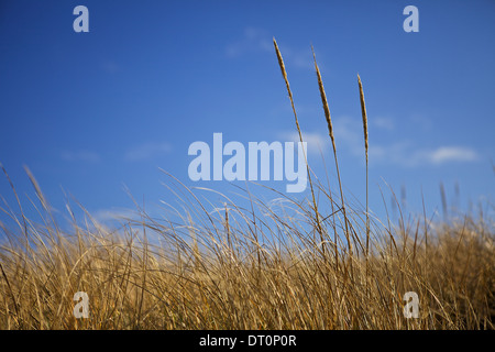 Tall Grass Swaying in the Wind on Cape Cod Massachusetts Stock Photo