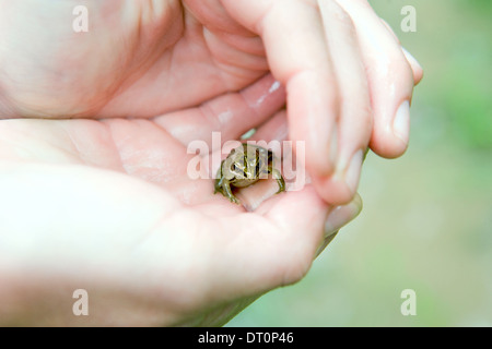 Tiny frog in the palm of a hand Stock Photo