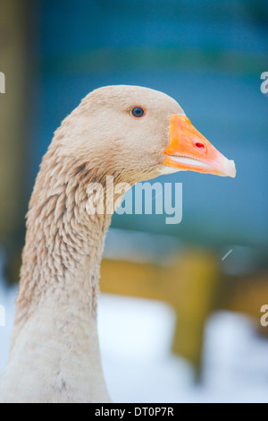 American Buff Goose in a barnyard Stock Photo