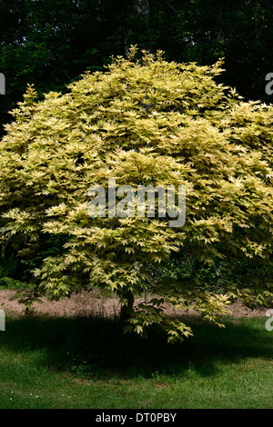 acer pseudoplatanus brialliantissimum maples yellow orange foliage leaves plant portraits deciduous trees maple Stock Photo