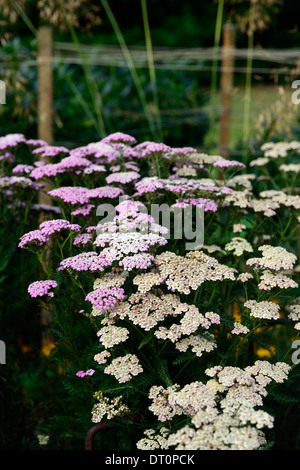 achillea millefolium colorado wild yarrow yarrows perennials white flower flowers umbel umbels Stock Photo