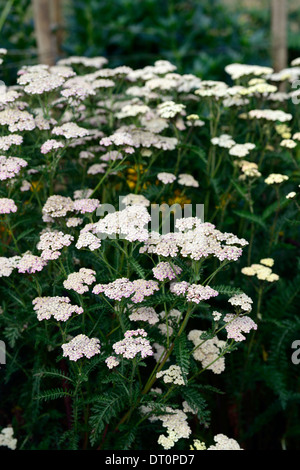 achillea millefolium colorado wild yarrow yarrows perennials white flower flowers umbel umbels Stock Photo