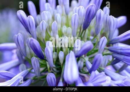 agapanthus umbellatus africanus African Lily blue lilac flower flowerhead flowers flowering blossoming cluster wildlife friendly Stock Photo
