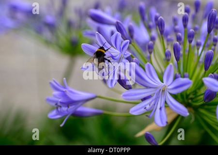 agapanthus umbellatus africanus African Lily blue lilac flower flowerhead flowers flowering blossoming cluster wildlife friendly Stock Photo