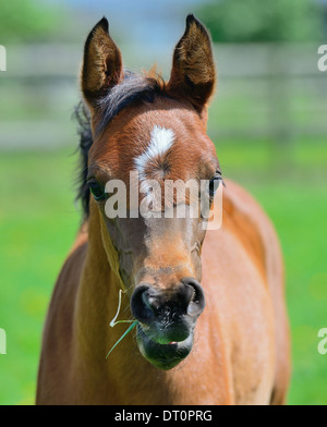 Arabian foal portrait Stock Photo