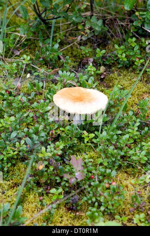 Wild mushroom growing on forest floor Stock Photo