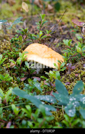 Wild mushroom growing on forest floor Stock Photo