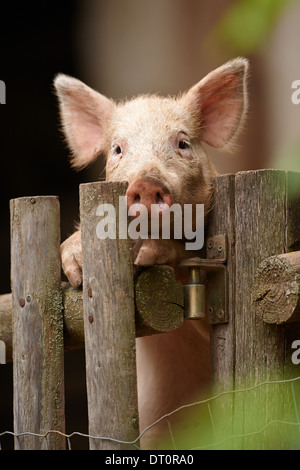 A young domestic pig or piglet on a fence (Sus scrofa domesticus) Stock Photo