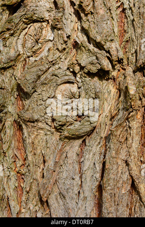 Tree Bark Close Up Macro with branch knot Baumstamm Baumrinde Nahaufnahme mit Astknoten Makro Textur Hintergrund Hochformat Stock Photo