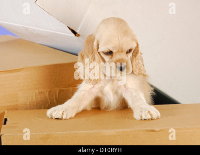 cute cocker spaniel puppy climbing in cardboard boxes  Stock Photo