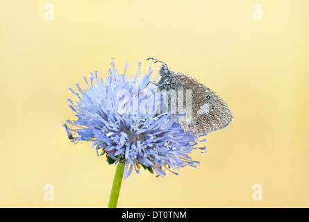 Butterfly covered with water drops or bubbles on a blue flower blossom Stock Photo